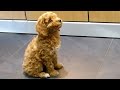 Cockapoo puppy training - 1 - recall command