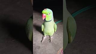 मम्मी एक गिलास पानी दे दो #parrot #funny #funnyanimal #funny #funnyparrot #funnyvideo #funnyshorts..