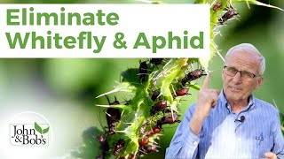 Organic Pest Control | Whitefly and Aphid (No Insecticide!)