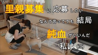 パグ犬が大好きになってしまった梅ちゃんママのお話 パグ梅干 pug