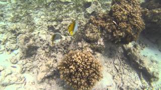 Snorkeling around Ilot Maitre