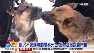 養隻偵爆犬過狗年! 憲兵7退役軍犬\