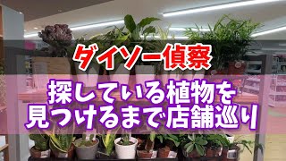 【ダイソー偵察】店舗によって植物在庫が違う、店舗巡りしなくちゃ #観葉植物 #houseplants #植物のある暮らし #ダイソー #daiso