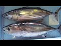 カツオ（上）とクロマグロ（本まぐろ）下。回遊魚なので、同じ海流に混じってくることも多く、一緒に釣れることも少なくありません。釣太郎のよく似た魚ご紹介。