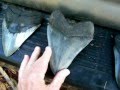 Sea Fan Sharks Tooth (Megalodon)