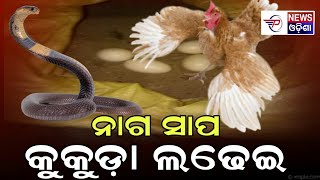 ଛୁଆ କୁ ବଞ୍ଚେଇବା ପାଇଁ ନାଗ ସାପ ଲଢେଇ କଲା ମା କୁକୁଡ଼ା | Nilagiri Balesor | Pabitra News Odisha