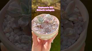 🆔 Graptoveria Mrs Richards variegada #suculentas #plantas #suculents #plantassuculentas #suculenta