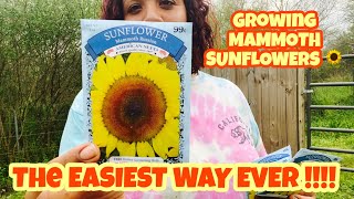 SUNFLOWER PLANTING REVEAL - MAMMOTH SUNFLOWERS | GROW WITH ME 🌻🌻🌻