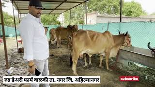 येथे मिळतात फक्त २०.००० रुपयात गिर गाय खूपच स्वस्त गिर गाय #गिरगाय #gircowprice#gir#cow#सफरबाजाराची