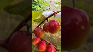 Bal Sundari Apple Ber plant......#appleberplant #fruitsfarm #shortvideo #pleasesubscribe