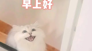 谁能拒绝一只会说早上好的猫咪