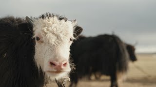 Chinese Mayors Series | How does Nagqu develop animal husbandry?