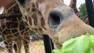 福山市動物園キリンのエサやり体験