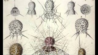 Proteus excerpt #3 - Haeckel in Messina