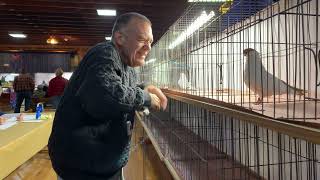 CoopCast Show #40 = 2023.11.25 = Helmet Judging at FAIRCOUNT Pigeon Show - Ansonia, CT