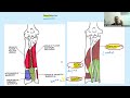 1st internal exam marathon anatomy live class on upper limb part 3 by dr ankit