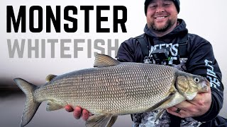 Ice Fishing for MASSIVE Whitefish using Plastics!