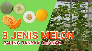 3 Jenis Melon Paling Banyak Di Tanam di Indonesia, Wajib kamu Tahu!!!