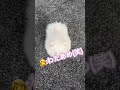 ポメラニアンの子犬初めてのお庭でスピッツと追いかけっこ dog ポメラニアン ぽめ pomeranian 犬 music くま もふもふ 犬のいる暮らし 天使 スピッツ