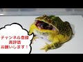 大量のムカデの中にゴキブリを入れたら…ヤバすぎた！