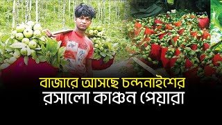 বাজারে আসছে চন্দনাইশের রসালো কাঞ্চন পেয়ারা II Desh Bartaman