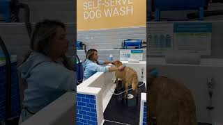 How I bath my dog in this self service dog wash as a wheelchair user. #youtubeshorts #dogshorts #dog