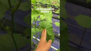 GH melon premium populasi 800pohon #pertanianmelon #berkebun #melon