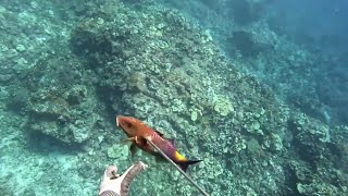 Spearfishing the Shallows - Big Island of Hawaii - One and Done Catch and Cook - Nice Moano Kali