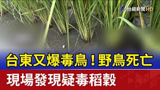 台東又爆毒鳥！野鳥死亡 現場發現疑毒稻穀