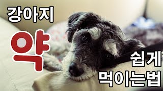 강아지 약 쉽게 먹이는 방법