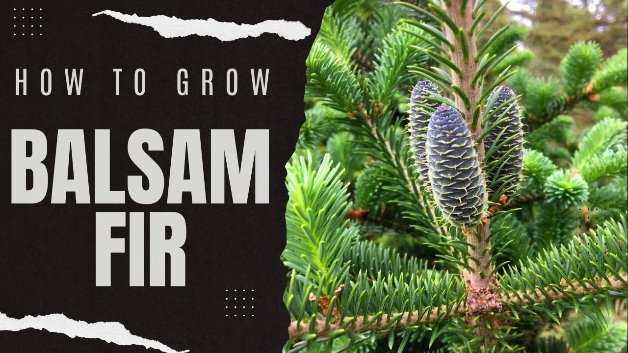 Growing Balsam Fir: How To Grow Balsam Fir In Your Garden - YouTube