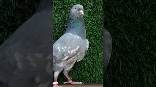 AR.Pigeon Farm.  #Shorts #shorts #kabootar #pigeon #birds