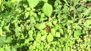 ウラギンシジミ / Curetis acuta　東京都裏高尾　2016/08/10 butterfly of Japan