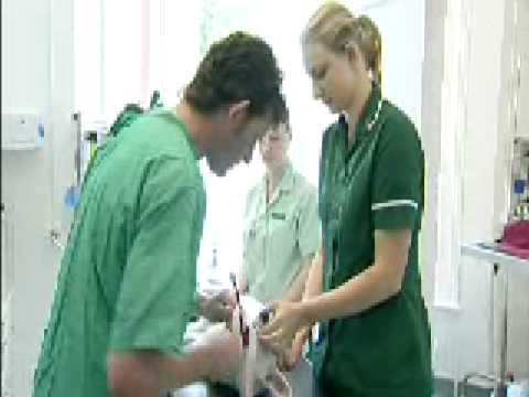 Apprenticeships in veterinary nursing Apprenticeships in veterinary nursing