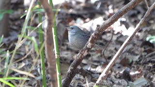 自然環境保全センター 自然観察園のクロジ（雄）その１１４（4K60P動画）