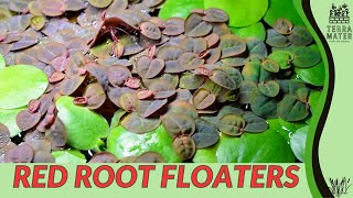 RED ROOT FLOATER Information, Description \u0026 More! (Phyllanthus fluitans)