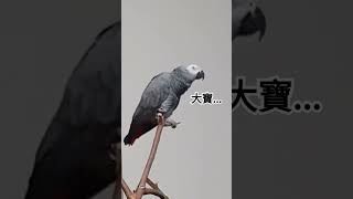 【大寶Dabao膽小鬼】大寶...大寶......跨三小！ #parrot #鸚鵡 #hoodieraingod #grayparrot #灰鸚鵡