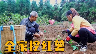 全家一起去挖红薯，小苹果也主动帮忙， 满满的收获【农村小英子】