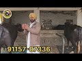 ਆਗਿਆ ਸੁਖਮੰਦਰ ਰੋਡੈ ਇੱਕ ਤਿਆਰ ਆ 17 ਆਲੀ ਚਾਰ ਤੋਕੜਾਂ ਗੱਬਣਾ ਕਰਾਤੀ ਲਾਲਾ ਲਾਲਾ ਅੱਜ ਤਾਂ ਫਿਰ ਮਿਤੀ 1 2 2024