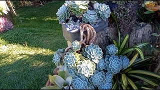 O SÍTIO PARADISÍACO DA TIA PENHA - VIDA NA ROÇA - COISAS DA ROÇA - NATUREZA