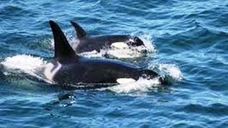 Algumas Orca dando um Rolé em águas de Arraial do Cabo em 14/09/2013