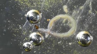 Biting Midge larva and pupa AKA Dances with Bubbles