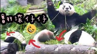 翻滾吧！仔仔！圓仔自得其樂超級嗨～|熊貓貓熊The Giant Panda Yuan Yuan and Yuan Bao|台北市立動物園