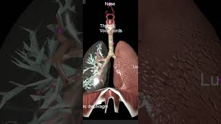 3D image human lungs  #anatomy #bscnursing #doctor #gnm #gnmadmission  #trisha nursing Institute