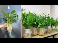 The simplest method growing aquatic orchids, absorbing harmful gases In air