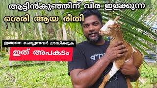 ആട്ടിൻ കുഞ്ഞിന് ഈ രീതിയിൽ വിര ഇളക്കണം.. ഇലേൽ പണി കിട്ടും