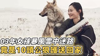 懷孕母狼落入陷阱受重傷，西藏女牧民好心相救，4年後女兒暴風雪中迷路，狼群趕來報恩【母狼 狼群報恩 陷阱 西藏】