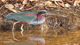 Agami Heron, Cristalino Lodge, 7th October 2018.