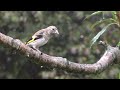 goldfinch birds in the rain with beautiful bird song u0026 sounds