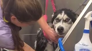 Husky's Hilarious Reaction To Bath Time